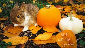 Bunnies Wish You a Happy Thanksgiving β The Daily Bunny