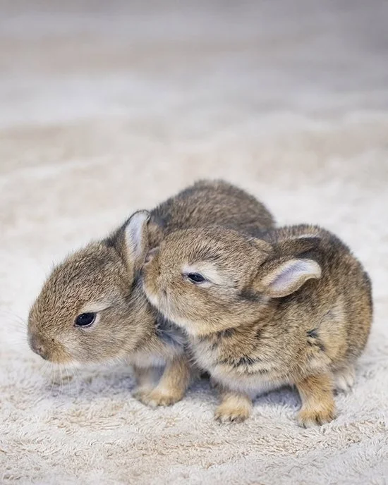 These Beautiful Baby Bunnies Came Too Close for Comfort