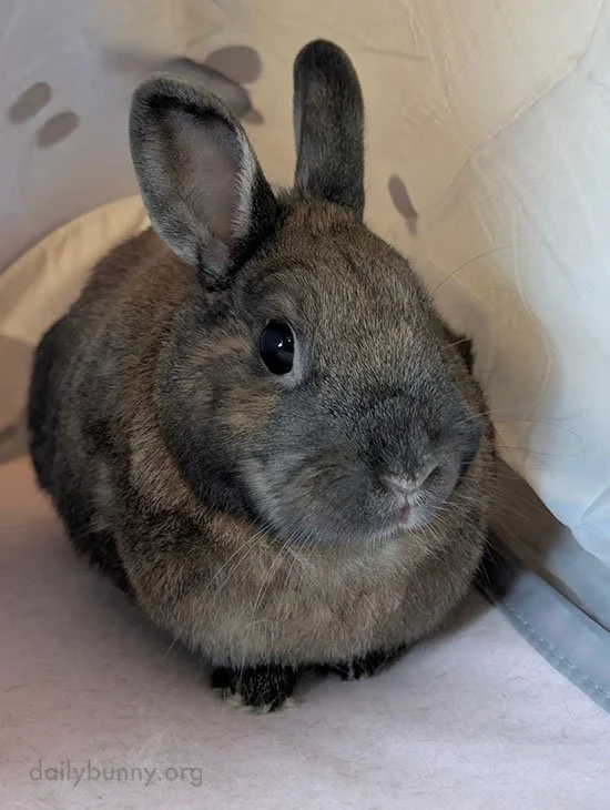 Bunny Would Like to Address His Adoring Fans