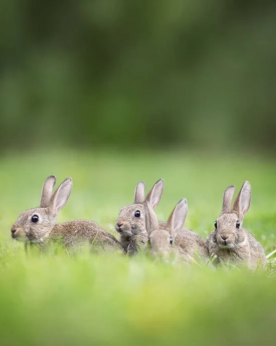 Back to the Wild With You, Wee Ones