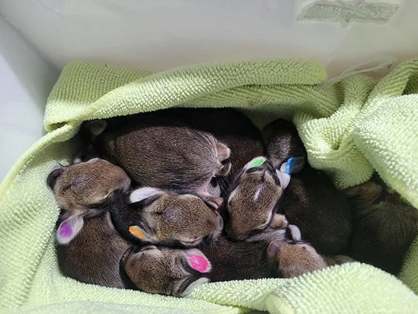 Baby Bunnies: The Original Cuddle Puddles