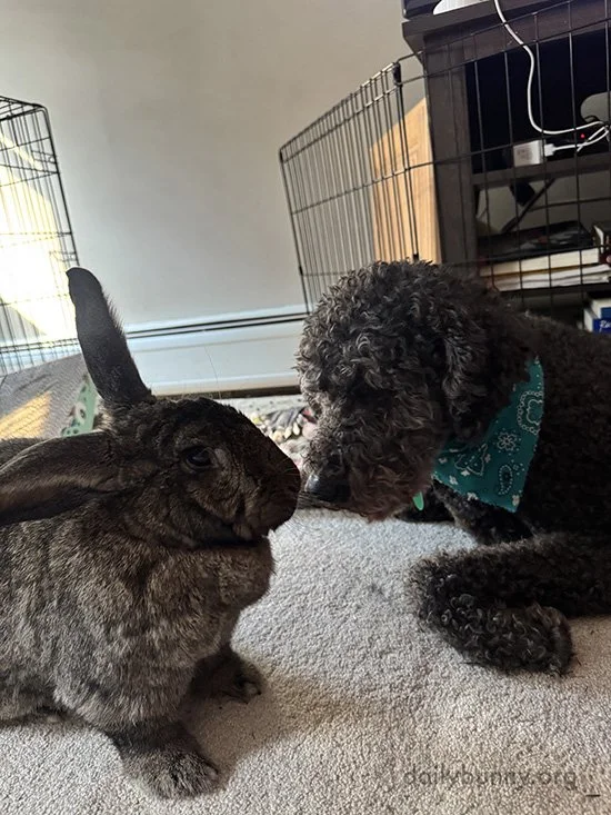 An Interspecies Boop