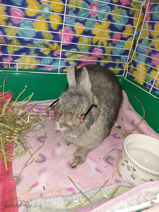 Brainy Rabbit Cute AND Brainy, Bunnies Have It All! — The Daily Bunny
