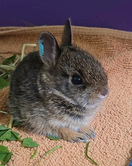 Just a Wee Palm-Sized Round Ball of Bun