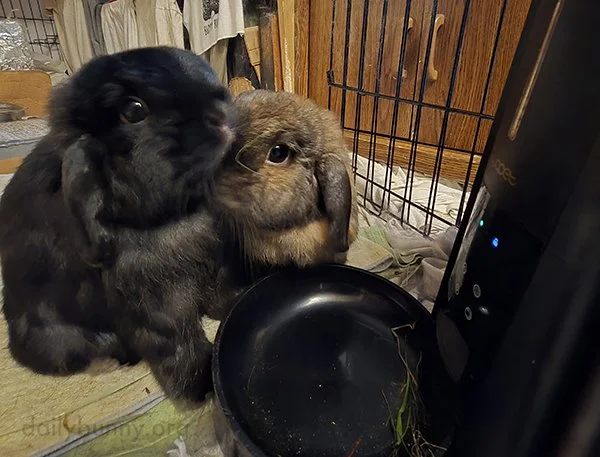 Bunnies Enjoy Some Quick Nuzzles As They Wait for the Automatic Feeder