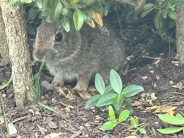 Bunny's Just Off Having a Sneaky Little Snack