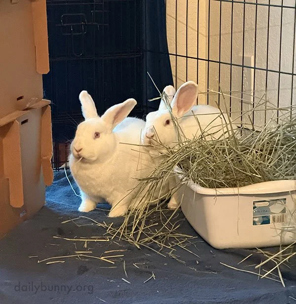 When You Look at Bunnies Now You'd Never Suspect Their Caerbannog Ancestry