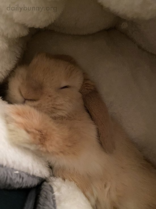 Is There Anything More Innocent Than a Peacefully Sleeping Bunny So  Trusting of Her Surroundings? — The Daily Bunny