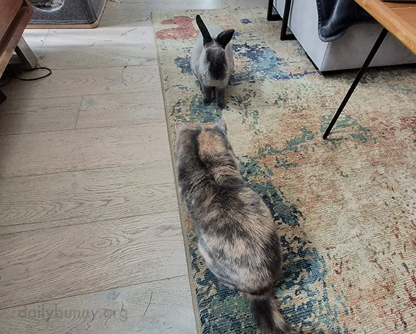 Bunny's Faceoff With Her Roommate