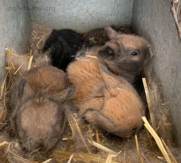 Throwback to Bunnies as Smaller Bunnies