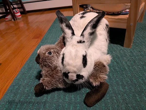 Bunny Stuffies Make Excellent, On-Theme Pillows for Real Bunnies