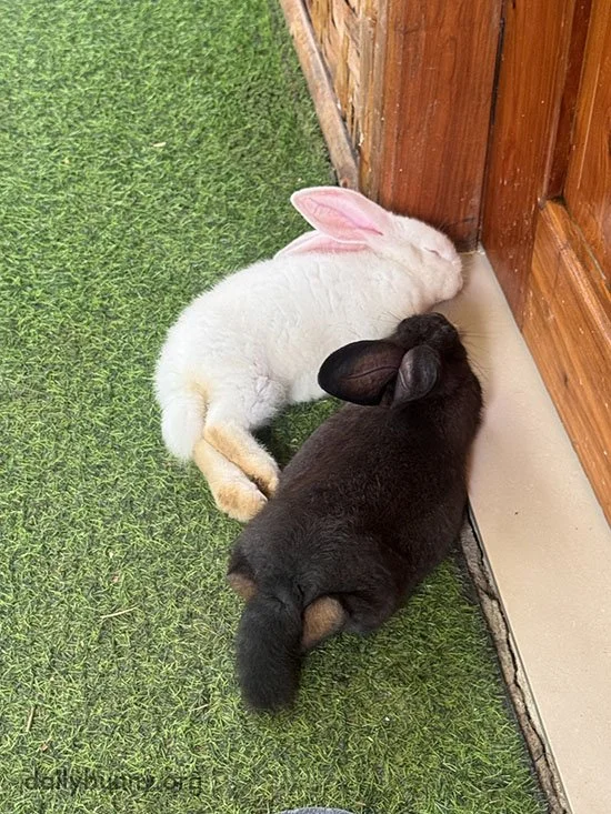 Sated After a Sneaky Trip to the Garden, Bunnies Contentedly Nap