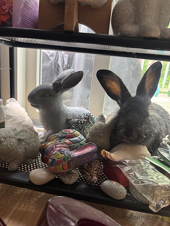 In Case You Couldn't Spot Bunny in Yesterday's Photo...