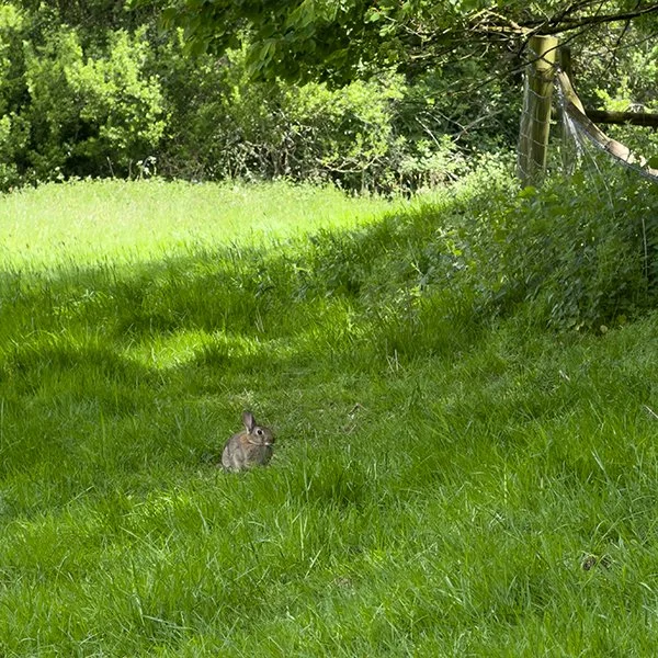 Mystery Bunnies Are Round, Too