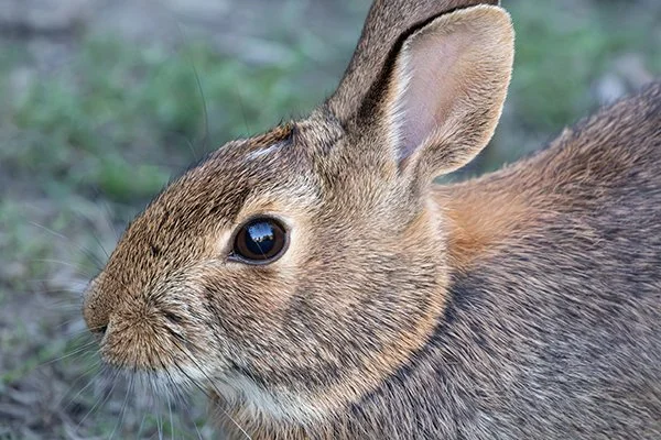 Love That Snoot of Yours, Bunny