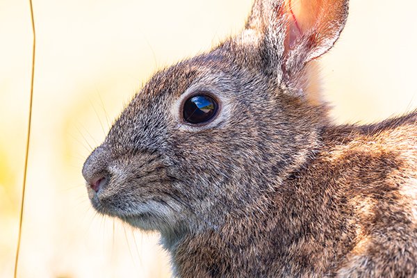 Bunny Looks Like She's Smelled Something Just a Little Gross
