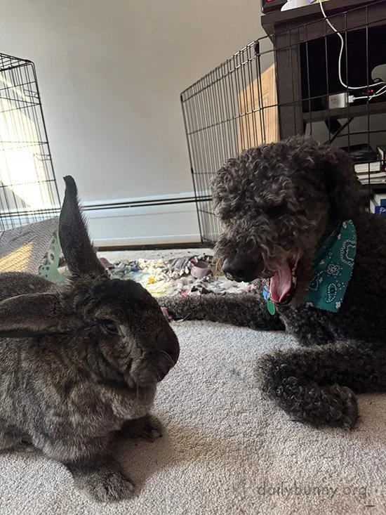 Nice Try, Pup - Yawning Doesn't Ruin the Photoshoot