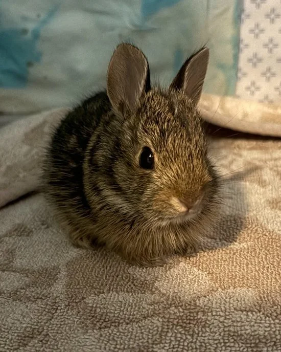 Bunny's Just a Tiny Fluffy Orb With Ears