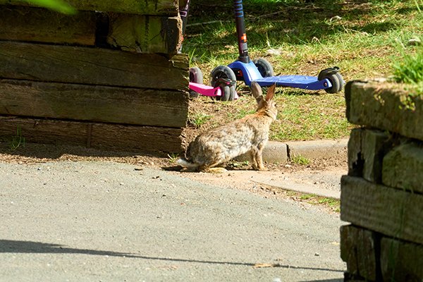Bunny's About to Commit Grand Theft Scooter