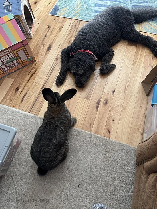 Come On, Get Up and Binky With Me!