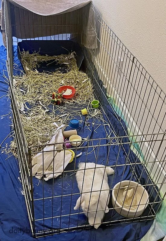 En Realidad, Solo Hay un Bad Bunny