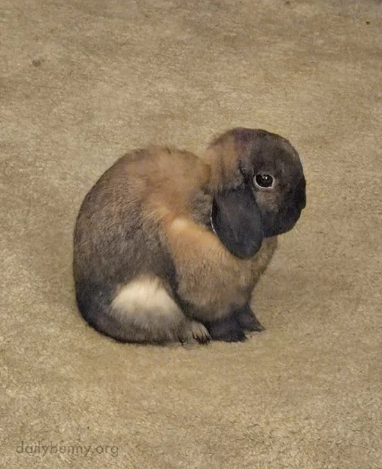 Those Tufts Looks Deliciously Pluckable, Bunny