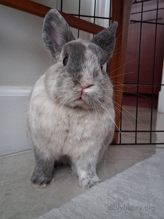 Bunny.exe Has Stopped Working