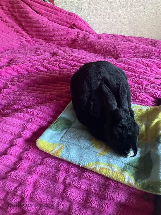 Bunny's Mat Marks Her Spot