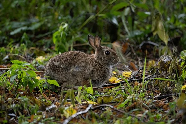 Gasp! Where'd You Come From, Bunny?!