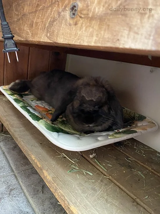 Bunny's Serving Up Cuteness on a Platter