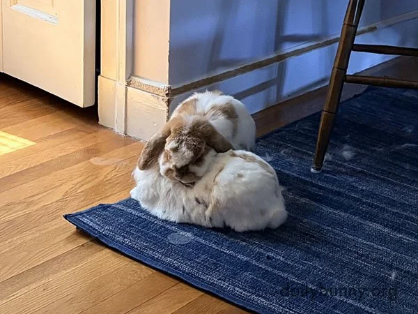 Real Bunnies Make Excellent Pillows for Their Friends, Too
