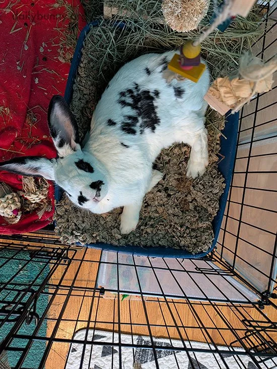 Really? When I'm in the Litter Box?