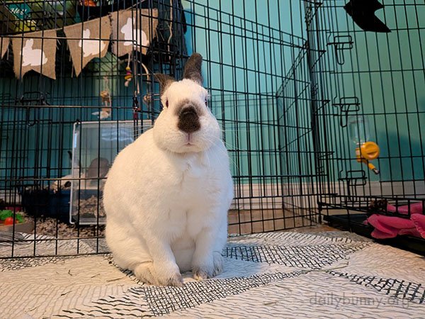 Are We Sure You're Not Part Koala, Bunny?