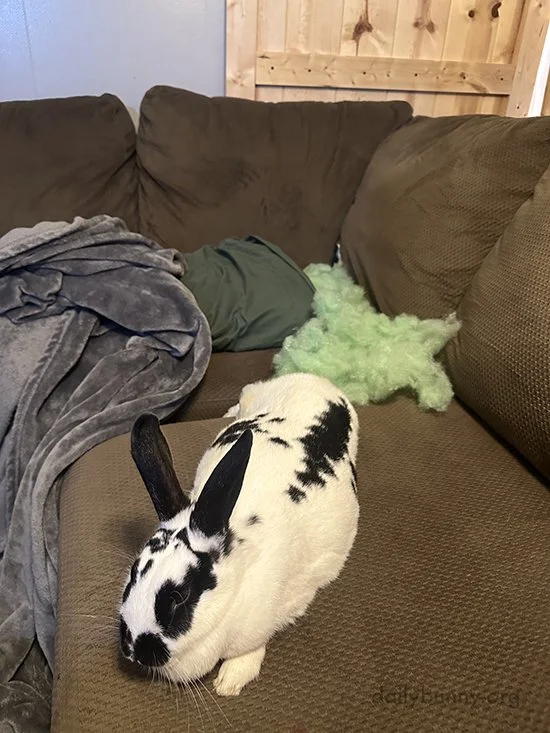 The Sofa Needs Reconstructive Surgery After Bunny