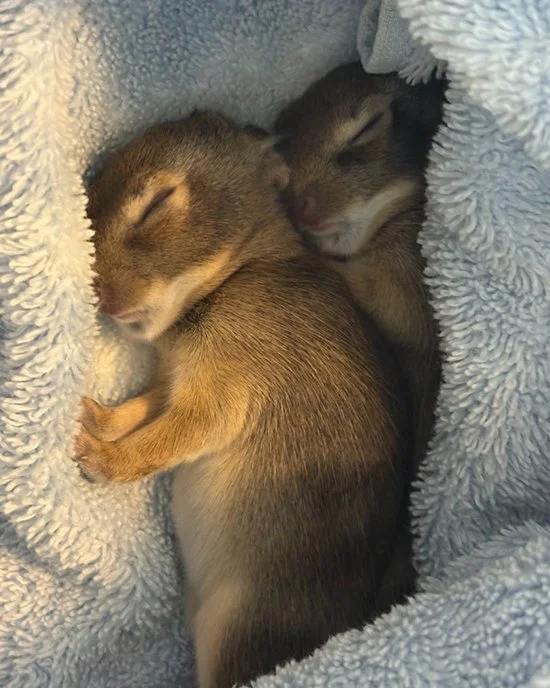 You're Safe to Rest Up Here, Baby Bunnies