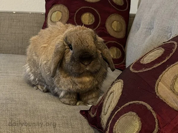 Now That It's Getting Colder I'm a Little Jelly of Bunny's Winter Coat
