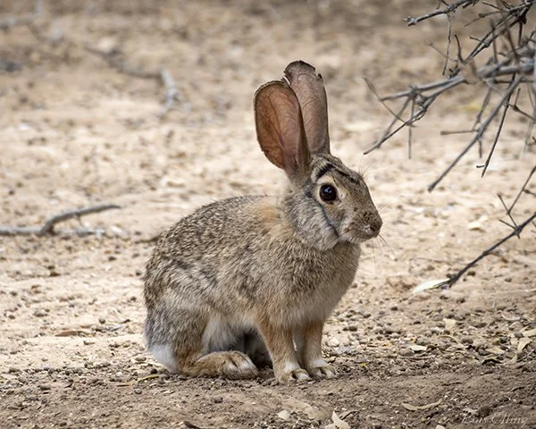 The Markings on You, Bunny!