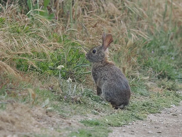 What's Next for You Today, Little Mystery Bunny?