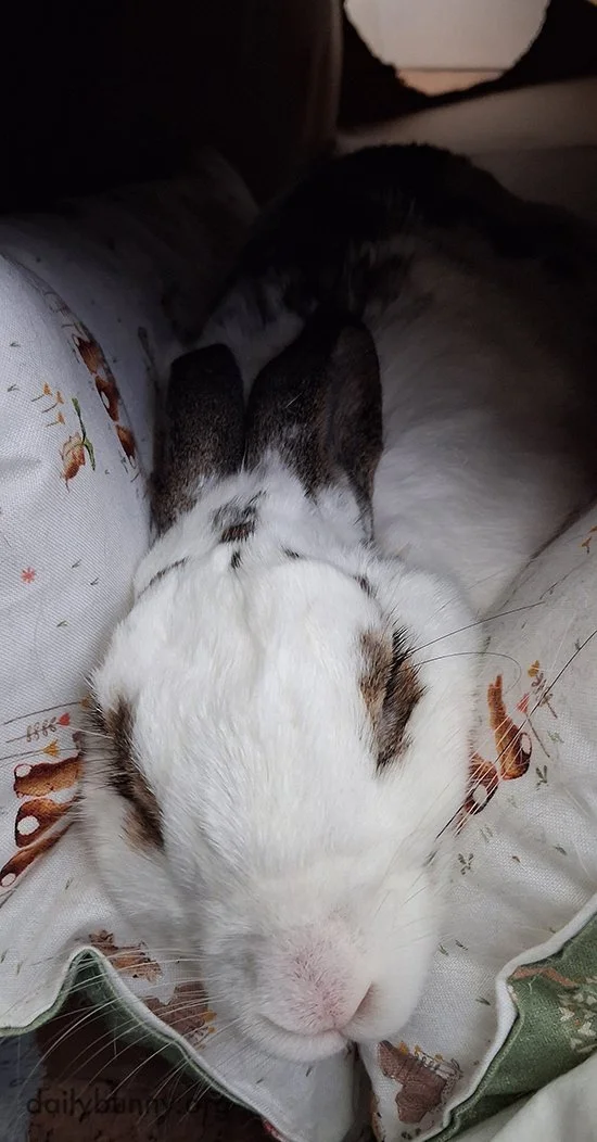 Bunny Grudgingly Admits to Liking the New Bed