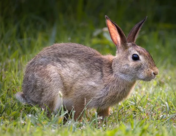 Episode Four: The Return of Superbun