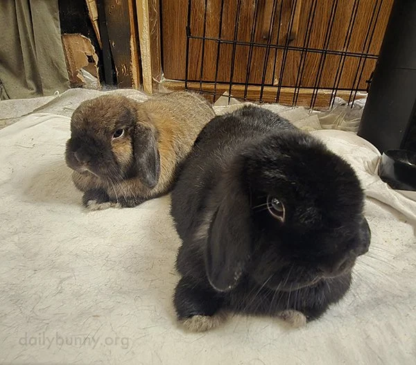 Bunnies Relax After Celebrating a Whole Holiday Dedicated to Them