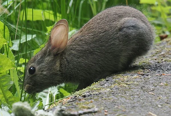 Mystery Bunny Reaches Out Juuust Far Enough for a Bite