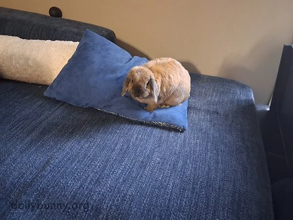 Bunny CanNOT Be Separated From His Emotional Support Pillow