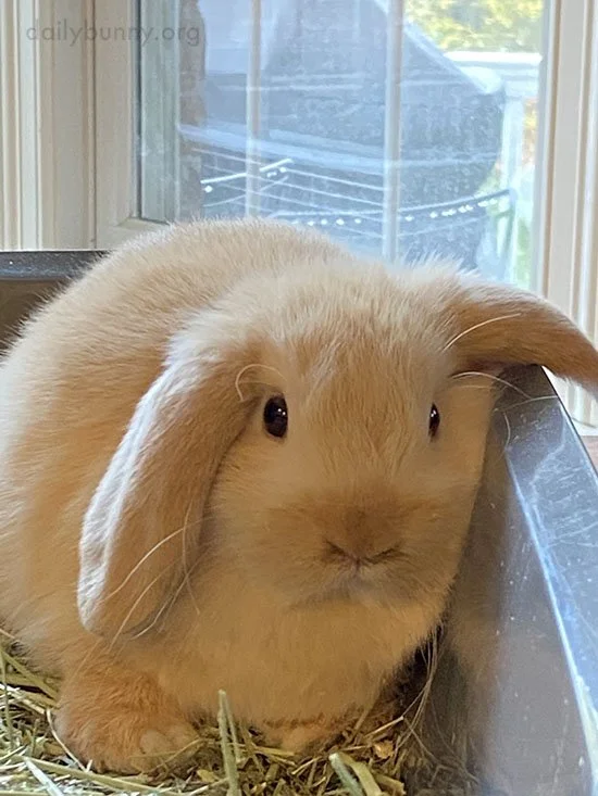 Sorry, Star Wars Fans, Bunny Is Cuter