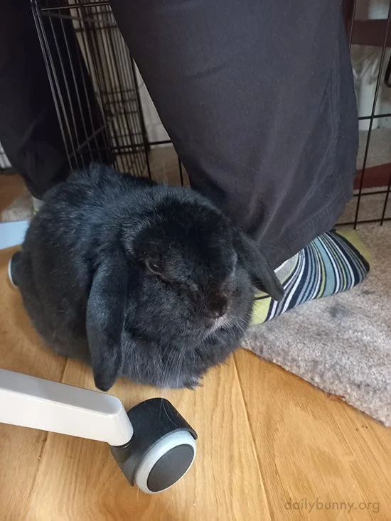 What's Rounder, Bunny's Front End or the Back End? — The Daily Bunny