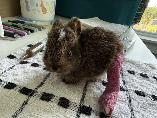 What Broken Leg?