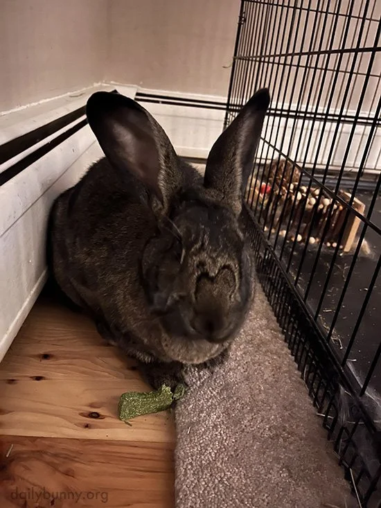 Bunny's Fur Is an Adorable Rorschach Test — The Daily Bunny