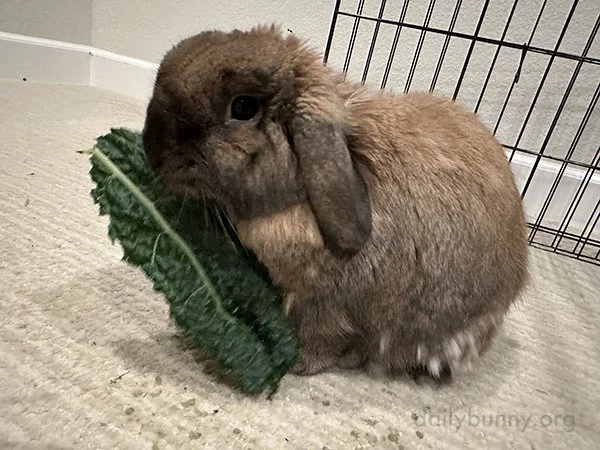 How Fast Do We Think Bunny Can Gobble Up This Leaf?
