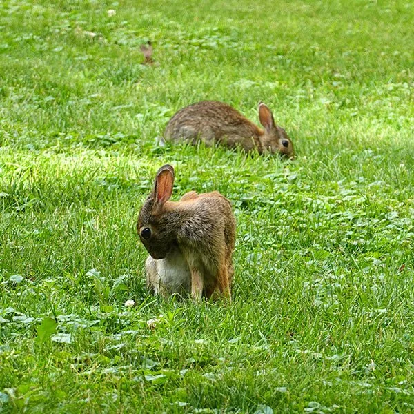 The Bunnies Are Out for a Grooming and a Snack