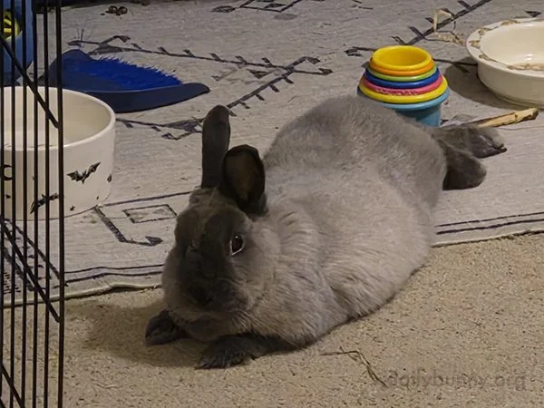 Bunny Settles In as Kitty Offers a Sweet Serenade